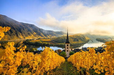 Bild mit Gelb, Herbst, Sonnenaufgang, Nebel, kirchturm, Weinberge, Mosel, Weinberg, Bremm, Moselschleif