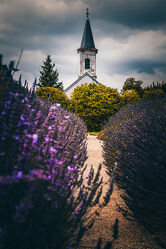 Bild mit Lavendel, Weg, Kirche, kirchturm, Lavendelblüte, Lavendelfeld, Ungarn, Dörgicse, Balaton, Plattensee