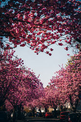 Bild mit Himmel, Himmel, Bäume, Frühling, Straßen, Kirschblüten, Blüten, Allee, Herz