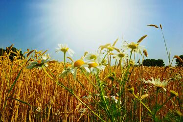 Bild mit Sommer, Sonne, Felder & Wiesen, Natur und Landschaft