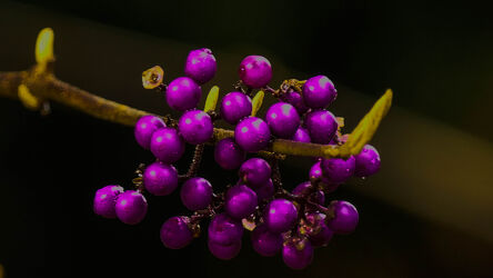 Bild mit Natur, Früchte, Violett, Beeren, Frucht