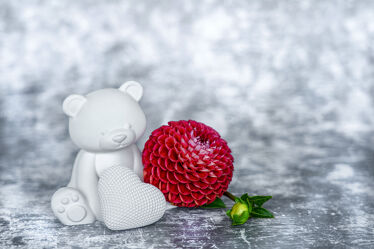 Bild mit Rot, Schwarz, Hintergrund, Blume, weiss, blüte, Herz, Dahlie, serie, teddybär