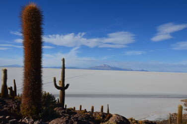 Bild mit kakteen, Wüste, berg, Salzwüste, Salar de Uyuni, Bolivien