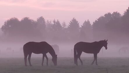 Bild mit Weiden und Wiesen, Rosa, Morgenrot, Nebel, Pferde, Wiese