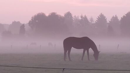 Bild mit Weiden und Wiesen, Rosa, Morgenrot, Nebel, Pferd