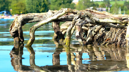 Bild mit Wasser, Seen, Sommer, Spiegelung, Baumwurzeln