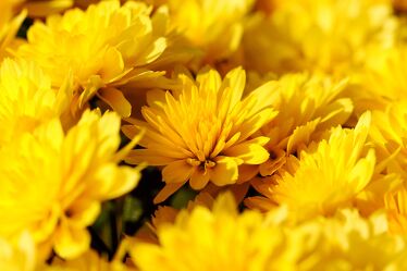 Bild mit Gelb, Pflanzen, Blumen, Korbblütler, harmonie, Blumemstrauss