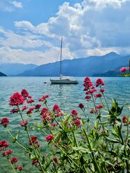Bild mit Seen, Blumen, Segelboote