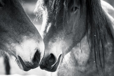 Bild mit Pferde, Schwarz/Weiß Fotografie, Reitpferd, Pferdekopf, Pferdeprofil, Pferdehaltung