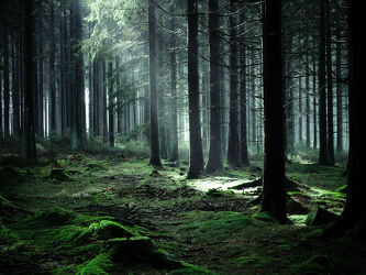 Bild mit Farben, Grün, Bäume, Stilleben, Landschaftsfotografie, Naturfotografie, magie, Tannenwald, Stimmungen