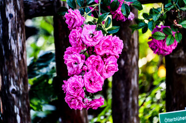 Bild mit Natur, Pflanze, Rose, garten, pinke Blüte