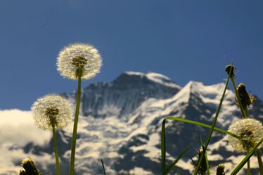 Bild mit Alpen, Blauer Himmel, Löwenzahn, Pusteblume, Wanderlust, schweizer alpen, Bergpanorama