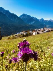 Bild mit Natur, Berge, Blumen, Bergdörfer, Wiese, Bunt, Fliege, Schweiz