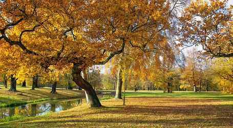 Bild mit Bäume, Herbst, Blätter, Landschaft, Wiese, Park, Äste, Laub, parklandschaft, gelbe Blätter