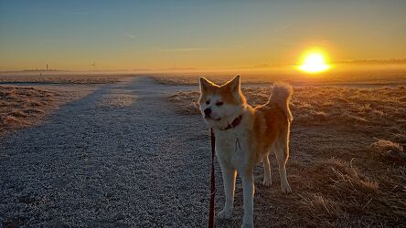 Bild mit Sonnenaufgang, Hund, japanischer Akita, Hachiko