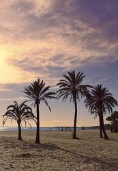Bild mit Palmen, Strand, Strand & Meer