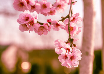 Bild mit Natur, Frühling, Mandelblüte, Blüten, Frühling`s Gefühle, Mandelblüten