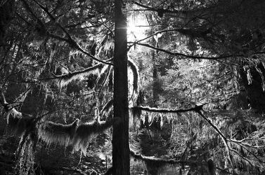 Bild mit #baum, #Wald, #Nebel, #SchwarzWeiss, #Moos, #Natur, #Mystisch, #Licht, #Spiritualität, #Energie