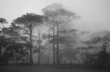 Bild mit #baum, #Wald, #Nebel, #SchwarzWeiss, #Natur, #Mystisch, #Spiritualität, #Energie, #Föhre, #Kiefer