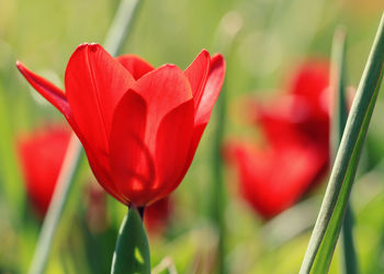 Rote Tulpen im Gegenlicht 2