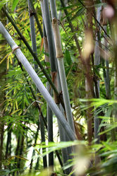 Bild mit Natur, Pflanzen, Bambus, Wald, Blätter, Pflanze, Blatt, bambuswald, Bambusmotiv, Bambusblatt, Bambusblätter