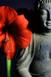 Bild mit Blumen, Rot, Blume, Meditation, Ruhe, Entspannung, Buddha, Wellness, Spa, Yoga, zen