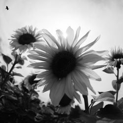 Bild mit Pflanzen, Blumen, Sommer, Sonnenblumen, Blume, Pflanze, Flower, Flowers, Sonnenblume, Sunflower, schwarz weiß, summer, SW, Blumenbild