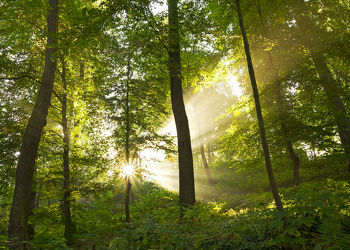 Bild mit Natur, Landschaften, Bäume, Wälder, Sonne, Wald, Baum, Waldlichtung, Landschaft, Märchenwald