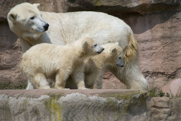 Eisbärfamilie