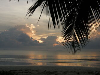 Bild mit Sonnenaufgang, Meer, Palme, Blatt, Palmenblatt