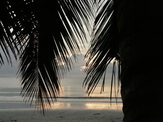 Bild mit Sandstrand, palmenblätter, Palmenhain, Palmenwald