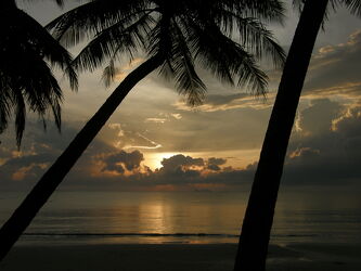 Blick durch Palmenwald auf das Meer
