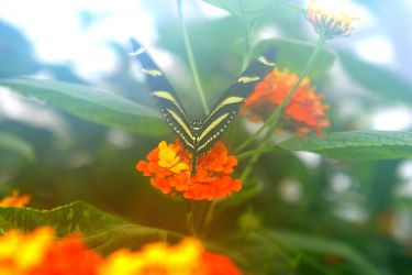 Bild mit Tropical Butterflies