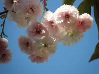 Obstbaumblüten