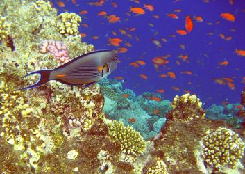 Bild mit Am Korallenriff