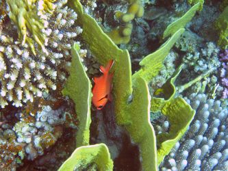 Roter Fisch in Korallen