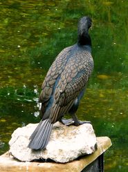 Schwarzer Vogel