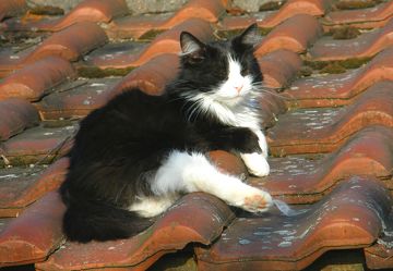 Katze sonnt sich auf dem Dach