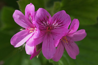 rosa pelargonienblüte
