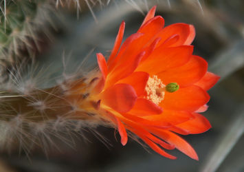 orange kaktusblüte
