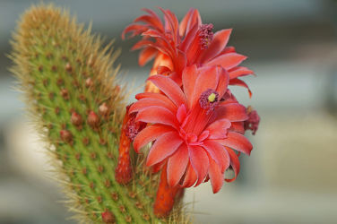 rote kaktusblüten