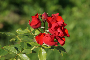rote rosen