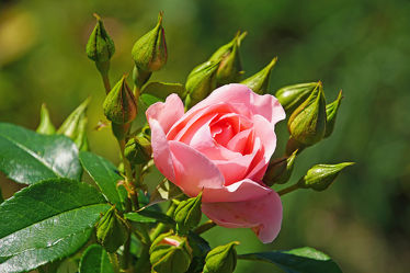 umkränzte rosa rose