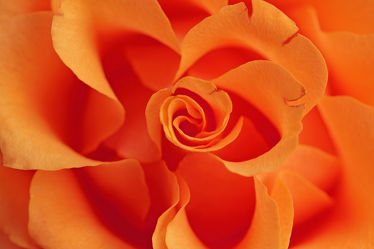 Bild mit Orange, Blumen, Rosen, Blume, Rose, Rosenblüte, romantik, Blüten, blüte, Liebe