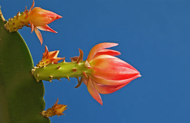 kaktuszweig mit blüten