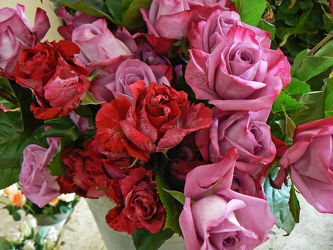 Bild mit Pflanzen, Rosen, Pflanze, Rose, romantik, Blüten, blüte, Liebe, Love