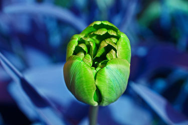grüne tulpe