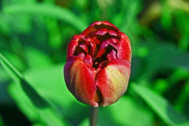rote tulpe