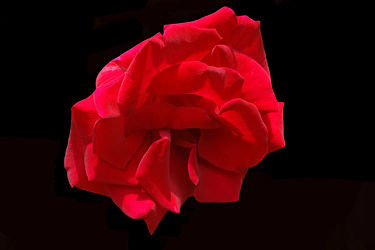 rote rose