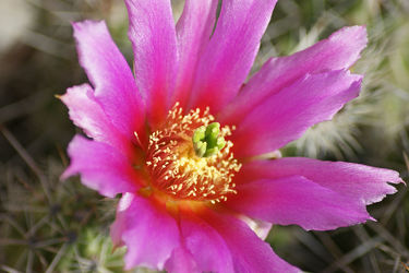 lila kaktusblüte